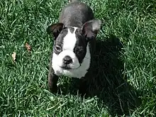 Boston terrier de 3 meses de edad