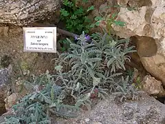 Salvia lanigera planta endémica de la zona en el Jardín Botánico del Monte Scopus