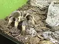 Brachypelma emilia