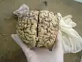 Cerebro de vaca preparado para la disección