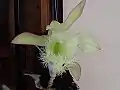 Brassavoladigbyana