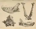 Mandíbulas y cráneo de Kent's Hole, Torquay (ahora en el Museo Británico) y Wookey Hole (ahora en el Museo Taunton).