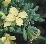 Flores de brócoli