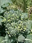 Brócoli en plena floración