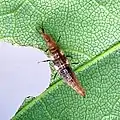 Larva campodeiforme de Micromus posticus