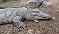 Cocodrilo de Nueva Guinea (Crocodylus novaeguineae)