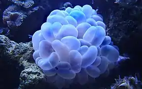 P. sinuosa en acuario bajo luz actínica.