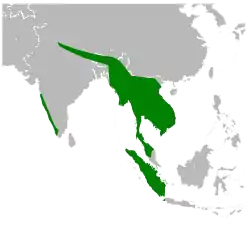 Distribución del cálao bicorne