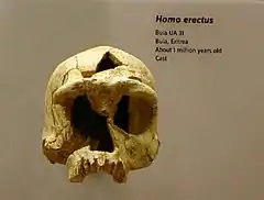 Buia pertenece a un H. erectus (según algunos autores distinguen erectus africanos de H. ergaster) con una capacidad craneana de 995 cm³, muy similar a la de Daka.