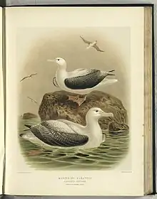 Albatros errante (Diomedea exulans). Ilustración de J. G. Keulemans, A History of the Birds of New Zealand, segunda edición de 1888, de Walter Buller.