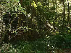 Una vista del bosque lluvioso en uno de los muchos senderos en el parque