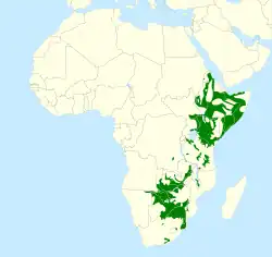 Distribución de B. erythrorynchus