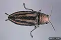 Buprestis lineata