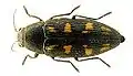 Buprestis novemmaculata