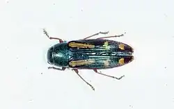 Buprestis rufipes