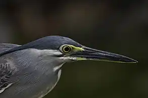 B. s. javanica, Malaysia