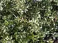 Buxus balearica