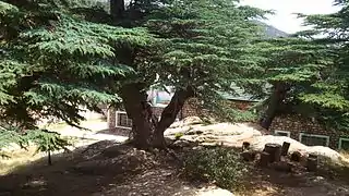 Cedro en las Montañas Aurés.