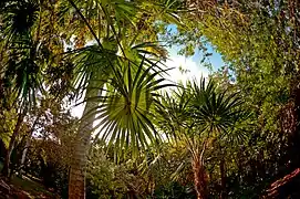 El Jardín Botánico Regional "Roger Orellana" fue declarado Museo Vivo de Plantas y Unidad de Manejo para la Conservación de la Vida Silvestre.