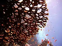 Millepora dichotoma, Egipto, Mar Rojo