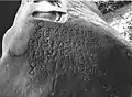 La Inscripción Ciaruteun en piedra, siglo V