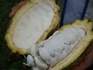 Árbol de Cacao producto principal de San Vicente de Chucurí.