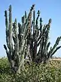 Cactus, típico de clima seco de la zona