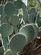 Cactus en Descanso Gardens.