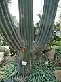 Ejemplar de Pachycereus pringlei, en el Bergianska trädgården