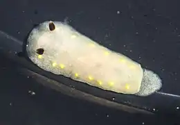 Cadlina flavomaculata