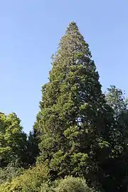 Ejemplar de Sequoiadendron giganteum