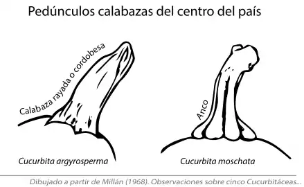 Calabazas del centro de la Argentina: diferencias entre los pedúnculos de Cucurbita argyrosperma "Calabaza cordobesa", y Cucurbita moschata "Anco". Según Millán (1968).