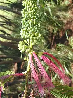 Brotes y flores abiertas de  Calliandra calothyrsus