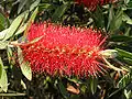 Callistemon citrinus