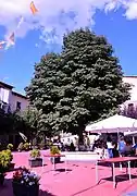 Paisaje urbano de Camarena de la Sierra (Teruel), con detalle del castaño de indias (Aesculus hippocastanum)  en la plaza Mayor (2017).