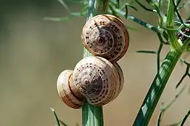 Theba pisana en la naturaleza