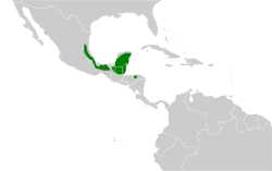 Distribución de C. curvipennis