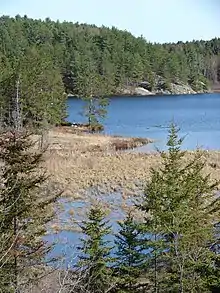 Paisaje típico del Escudo Canadiense: abetos, lagos, pantanos y rocas