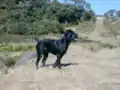 Cane corso negro