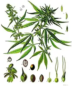 Cannabis sativa L.