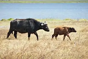 Hembra con ternero rojoEn al zona de conservación de Ngorongoro en Tanzania