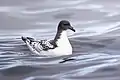 Vista cercana de un petrel damero en aguas de Tasmania