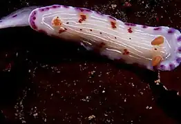 Hypselodoris capensis