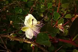 Tapenera de la Sierra Minera (Capparis zoharyi).