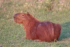 Capibara