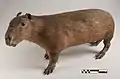 Capibara