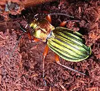 Carabus auronitens