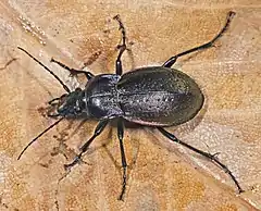 Carabus nemoralis ♀