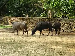 Búfalos en Zoológico de Caricuao