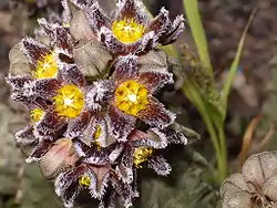 Cuernúa (Caralluma burchardii).